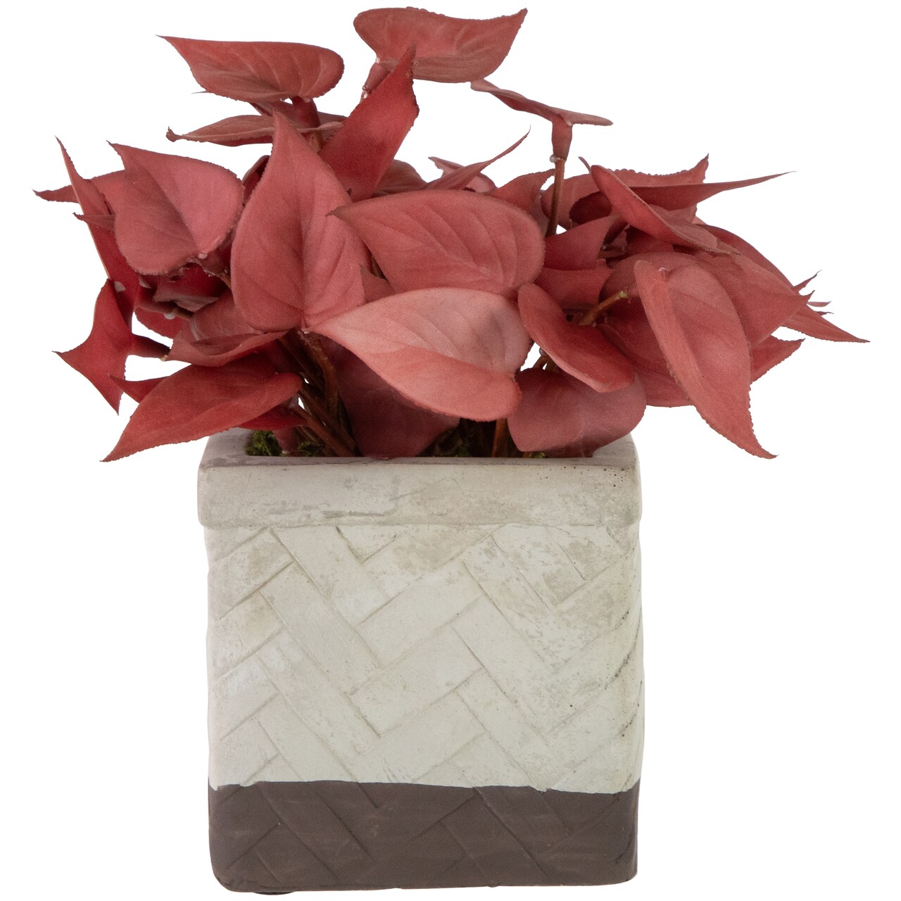 Northlight Real Touch™ Artificial Peperomia Plant in Square Lattice Designed Pot - 7" - Brick Red